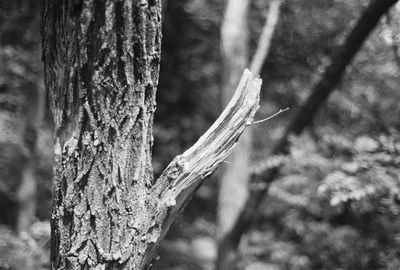 Close-up of tree trunk