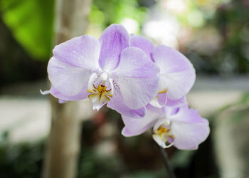 Close-up of purple flowering plant