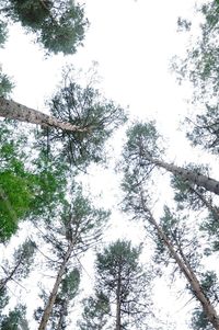 Low angle view of trees