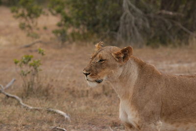 Lion outdoors