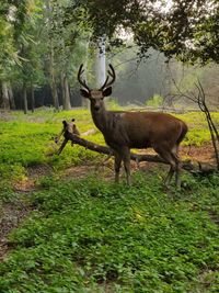 Deer in a forest