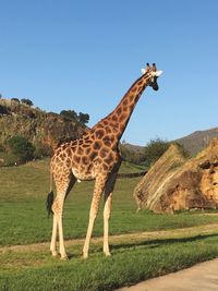 Giraffe against clear blue sky