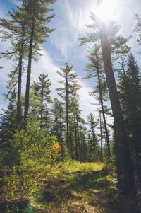 Low angle view of trees in forest