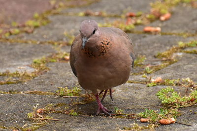 Close-up of dove on field