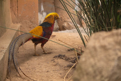 A golden pheasant standing in a field