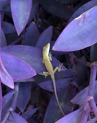 Close-up of insect on plant