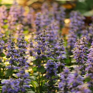 Close-up of a field of flowers basking in the setting sun rays.