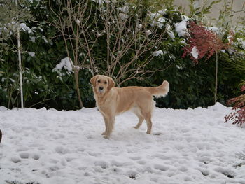 Dog standing on snow covered land