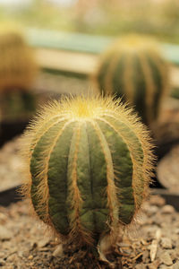 Close-up of succulent plant on field