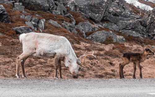 Raindeer with a child, norway wildlife