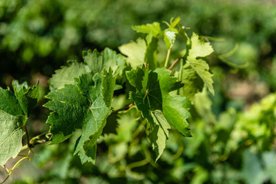 Close-up of fresh green leaves