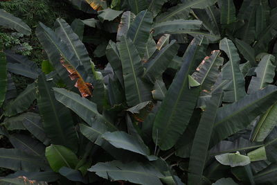 High angle view of succulent plant on field