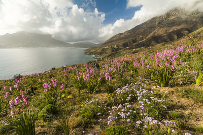 Purple flowering plants by sea against sky