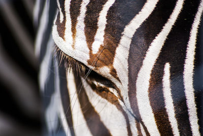 Close-up of zebra on sunny day