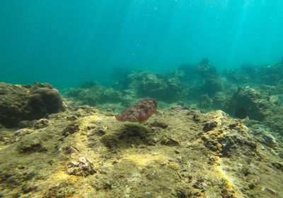 View of fish swimming underwater