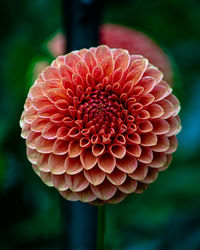 Close-up of red dahlia flower