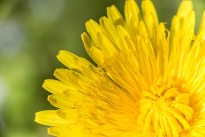 Close-up of yellow flowering plant