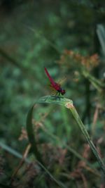 Close-up of insect on plant