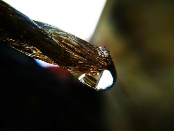 Close-up of insect on leaf