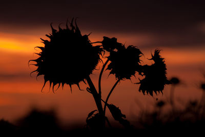Close-up of silhouette plant against orange sky