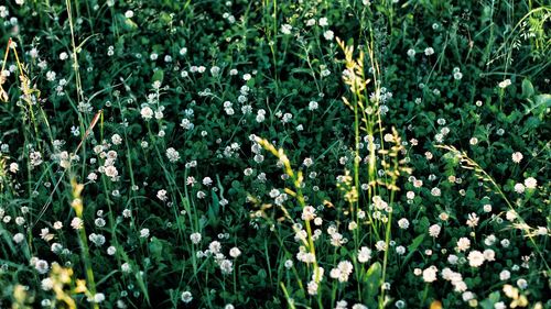 Flowers blooming outdoors