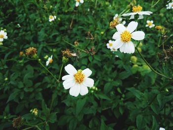Close-up of white flowering plants