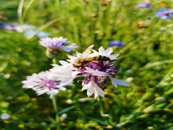 Close-up of insect on purple flower