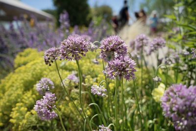 Close-up of purple flowers blooming outdoors