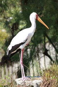 Side view of a bird perching on a land