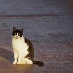 Portrait of cat sitting on shore. miss you 