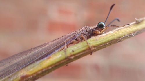 Close-up of damselfly on plant