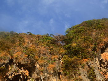 Plants and rocks against sky