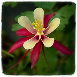 Close-up of flower blooming outdoors