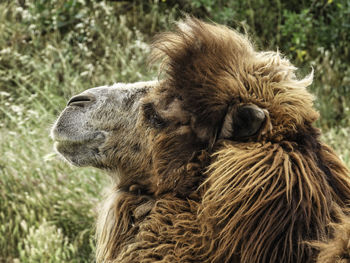 Close-up of an animal