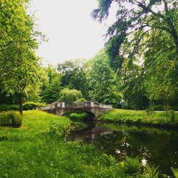 Scenic view of lush foliage