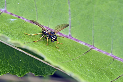 Close-up of insect on leaf