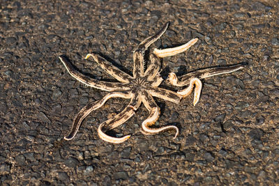 High angle view of lizard on sand