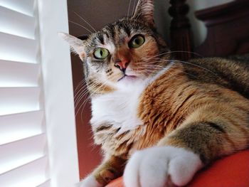 Close-up portrait of a cat at home