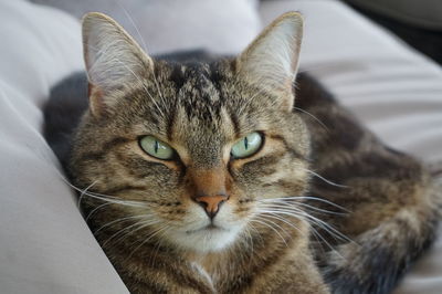 Close-up portrait of a cat