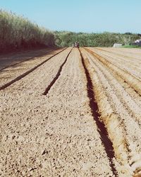 Scenic view of agricultural field against sky