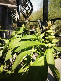 Close-up of fresh green plant