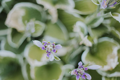 Close-up of purple flowering plant