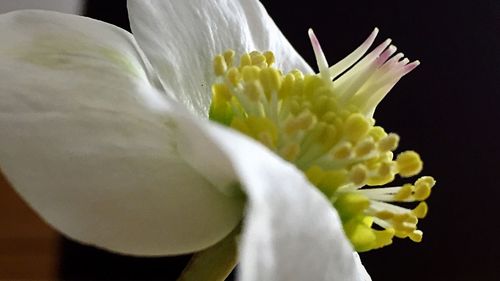Close-up of white flower