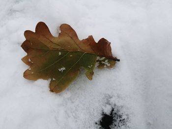 Close-up of dry maple leaf on snow covered land