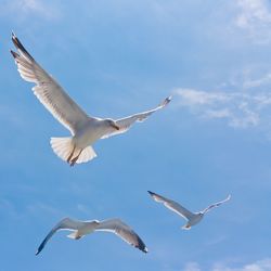 Low angle view of seagulls flying against sky