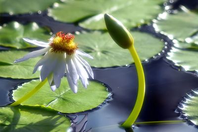 Close-up of flower blooming in water
