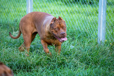 Portrait of a dog on field