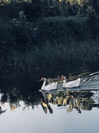 Birds swimming in lake