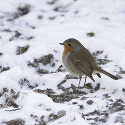 Robin  perching on snow covered land