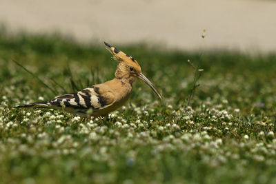 Close-up of bird on field